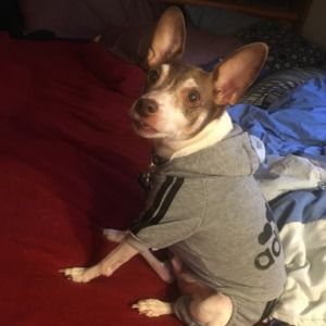 Meet your Posher, Javier